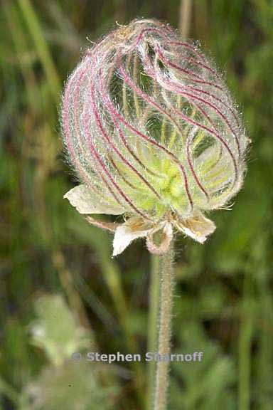 geum triflorum seedhead 1 graphic